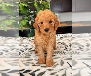 Goldendoodle (Miniature) Puppy for sale in INDIANAPOLIS, IN, USA