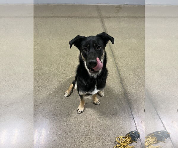 Medium Photo #8 Shepradors Puppy For Sale in Princeton, MN, USA