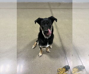Bailey - Female Shepradors Dog for Adoption - Photo #8