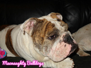 Mother of the Bulldog puppies born on 07/07/2016