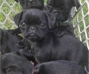 Medium Pug