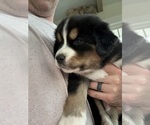 Small #6 Bernese Mountain Dog-Siberian Husky Mix