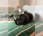 Small #2 Labrador Retriever Mix
