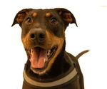 Small Doberman Pinscher-German Shepherd Dog Mix