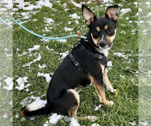 Medium Photo #3 Jack-Rat Terrier Puppy For Sale in Batavia, OH, USA