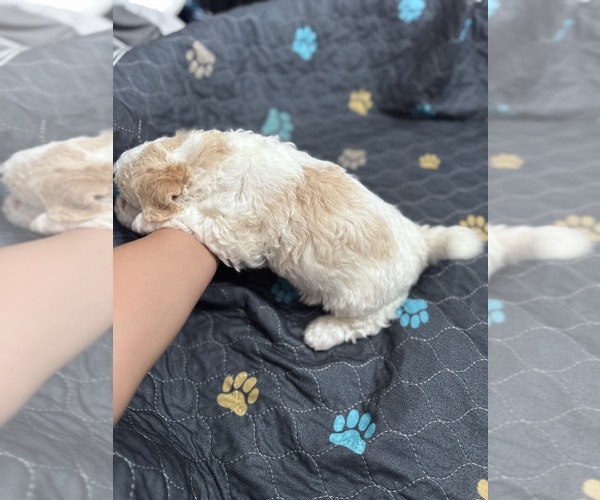 Medium Photo #4 Poodle (Miniature)-Unknown Mix Puppy For Sale in CEDARTOWN, GA, USA
