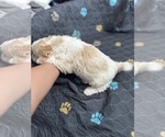 Small #2 Poodle (Miniature) Mix