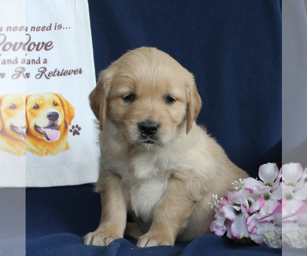 Medium Photo #1 Golden Retriever Puppy For Sale in NEW HOLLAND, PA, USA