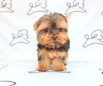 Small #34 Yorkshire Terrier