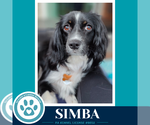 Small #4 Australian Shepherd-Colonial Cocker Spaniel Mix