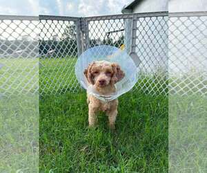 Poodle (Miniature) Dogs for adoption in Holly Springs, NC, USA