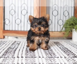 Yorkshire Terrier Puppy for sale in MURPHY, TX, USA