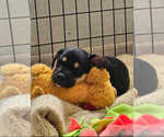 Small #1 Dachshund-Jack Russell Terrier Mix