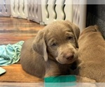 Puppy Teal Labrador Retriever