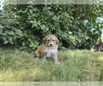 Small Photo #14 Great Bernese Puppy For Sale in ELGIN, OR, USA