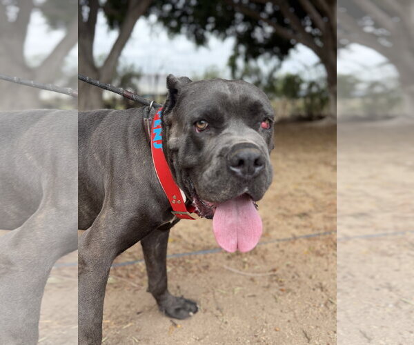 Medium Photo #5 Mastiff Puppy For Sale in Goodyear, AZ, USA