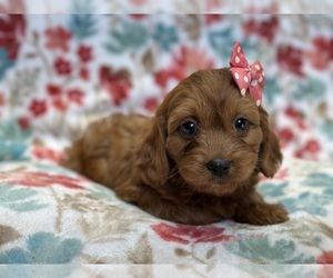 Cavapoo Puppy for sale in LAKELAND, FL, USA