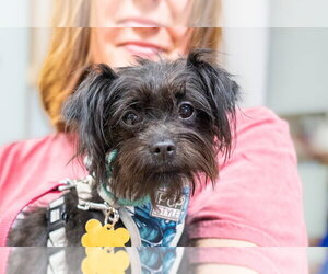 Kibble - Female Mutt Dog for Adoption - Photo #5