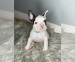 Small Photo #5 French Bulldog Puppy For Sale in HOLLISTER, CA, USA