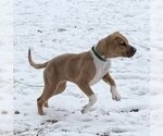 Small Photo #2 Bullboxer Pit Puppy For Sale in Catasauqua, PA, USA