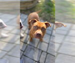 Small American Staffordshire Terrier-Bulldog Mix