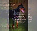 Small Photo #23 Doberman Pinscher Puppy For Sale in PORTLAND, OR, USA