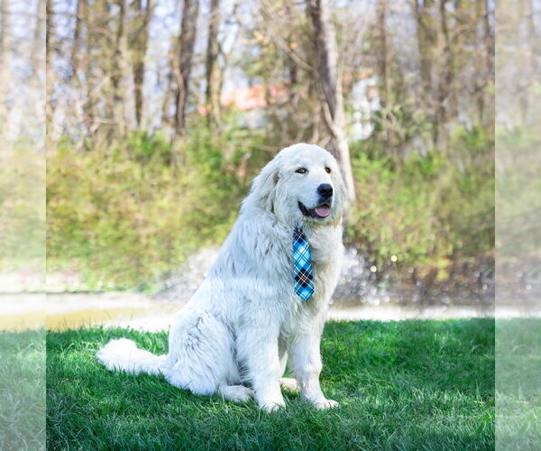 Medium Photo #5 Great Pyrenees Puppy For Sale in Unionville, PA, USA