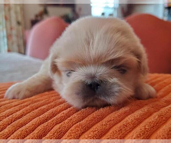 Medium Photo #1 Pekingese Puppy For Sale in SMITHFIELD, NC, USA