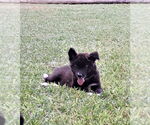 Small Shollie