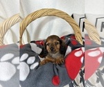 Small #1 Dachshund