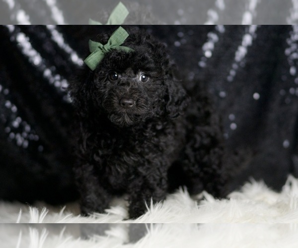 Medium Photo #4 Poodle (Miniature) Puppy For Sale in WARSAW, IN, USA