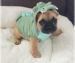 Small Photo #5 French Bulldog Puppy For Sale in TAYLORSVILLE, KY, USA
