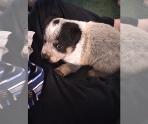 Australian Cattle Dog-Border Collie Mix Puppy for sale in KETTLE FALLS, WA, USA