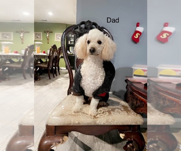 Medium Photo #1 Poodle (Miniature) Puppy For Sale in LINDSAY, CA, USA