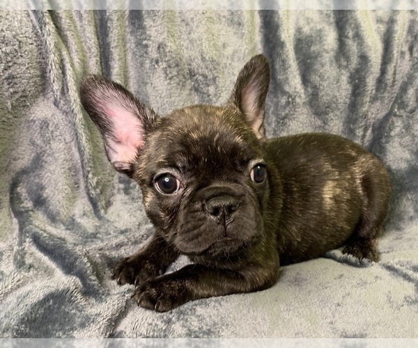 Medium Photo #1 French Bulldog Puppy For Sale in MBORO, TN, USA