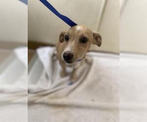 Medium Dachshund Mix