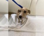 Small Dachshund Mix