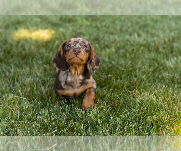 Medium Photo #3 Dachshund Puppy For Sale in MILFORD, IN, USA