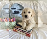 Small #4 English Cream Golden Retriever