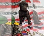 Small Photo #17 Labrador Retriever Puppy For Sale in MERIDEN, KS, USA