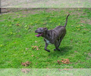 Kingston needs foster home (See Video) - Male American Pit Bull Terrier-American Staffordshire Terrier Mix Dog for Adoption - Photo #9
