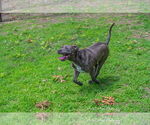 Small #8 American Pit Bull Terrier-American Staffordshire Terrier Mix