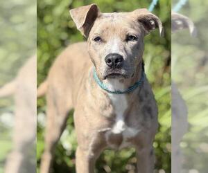 American Staffordshire Terrier-Australian Shepherd Mix Dogs for adoption in Canfield, OH, USA