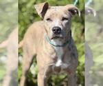 Small American Staffordshire Terrier-Australian Shepherd Mix