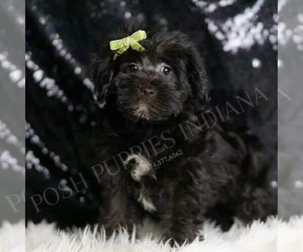 Medium Photo #94 YorkiePoo Puppy For Sale in WARSAW, IN, USA