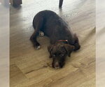 Small #1 Mutt