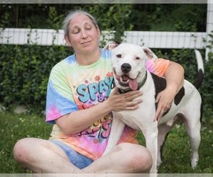 Dek - Male American Pit Bull Terrier-Unknown Mix Dog for Adoption - Photo #8