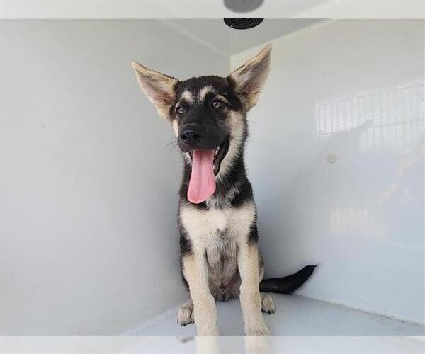 Medium Photo #1 German Shepherd Dog-Unknown Mix Puppy For Sale in Houston, TX, USA