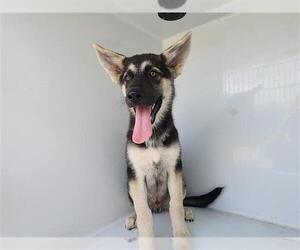 German Shepherd Dog-Unknown Mix Dogs for adoption in Houston, TX, USA