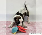 Small #1 American Pit Bull Terrier-Labrador Retriever Mix